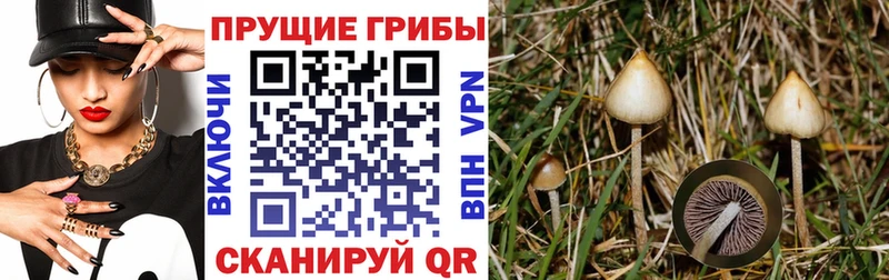 Псилоцибиновые грибы мицелий  наркота  Тамбов 